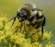 Bees